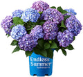 BloomStruck Bigleaf Hydrangea - Reblooming Pink Blue Purple Mophead