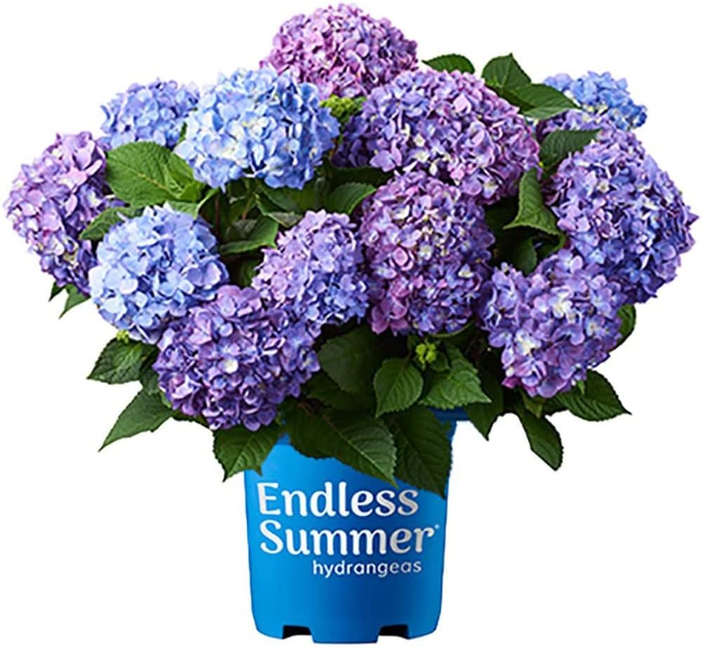 BloomStruck Bigleaf Hydrangea - Vibrant Mophead Blooms