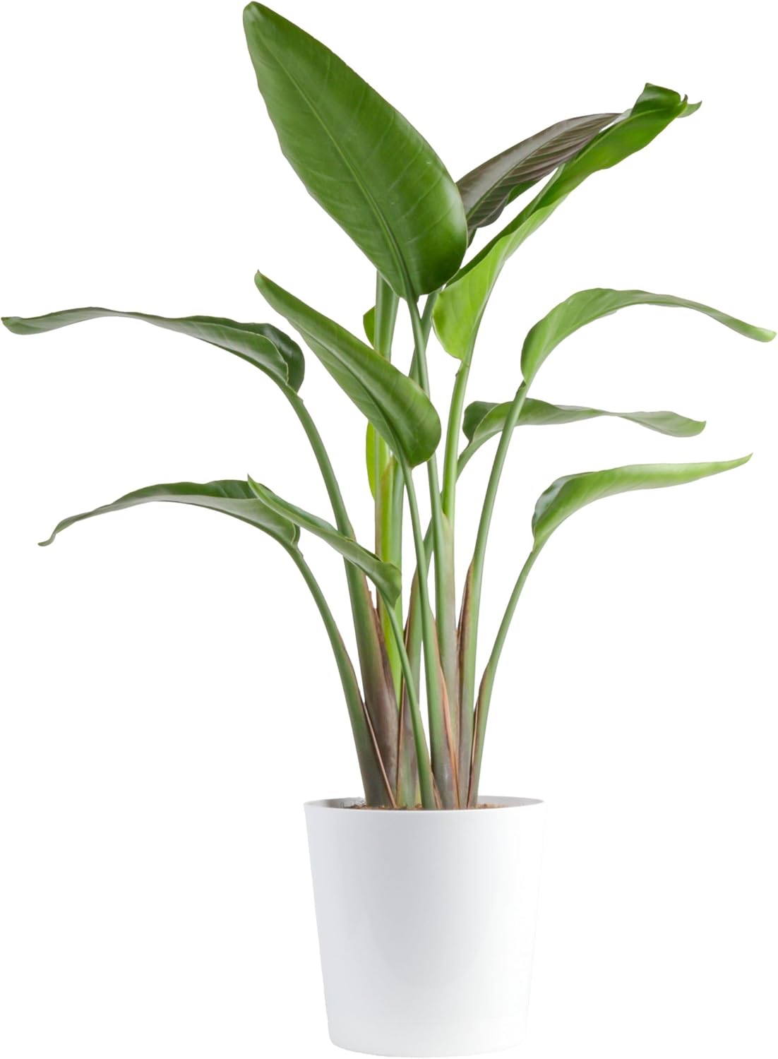 White Bird of Paradise Indoor Plant for Home and Office Decor