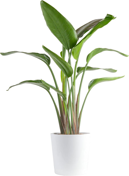White Bird of Paradise Indoor Plant for Home and Office Decor