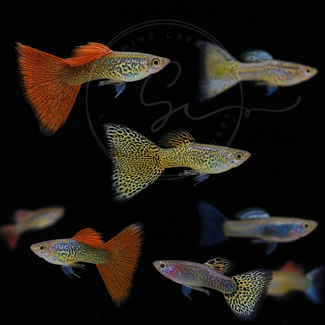 Tropical Live Guppy Freshwater Fish for Vibrant Aquariums