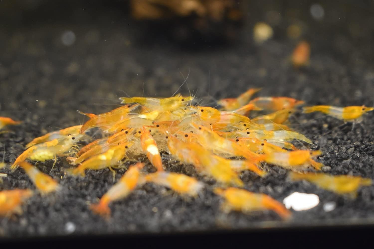 Neocaridina Freshwater Aquarium Shrimps in Vibrant Colors
