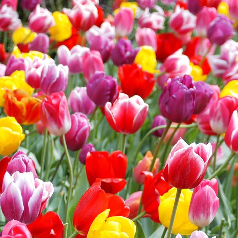 100-Pack Mixed Tulip Flower Bulbs for Vibrant Spring Blooms