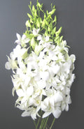 White Dendrobium Orchids Bouquet 10 Stems - Fresh Cut Gift