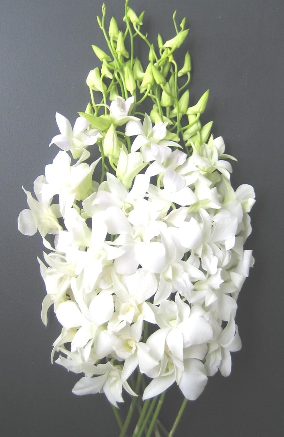Premium Cut Orchids for Every Occasion - 10 Stems of White