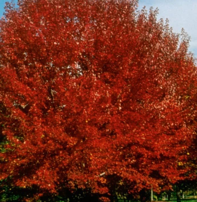 Brandywine Red Maple Tree - Fast Growing Deciduous Plant