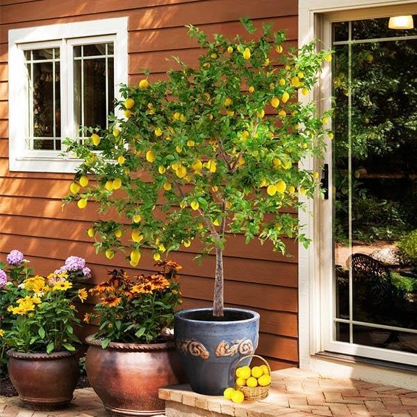 Brighter Blooms Meyer Lemon Tree - Unique Flavor Delight