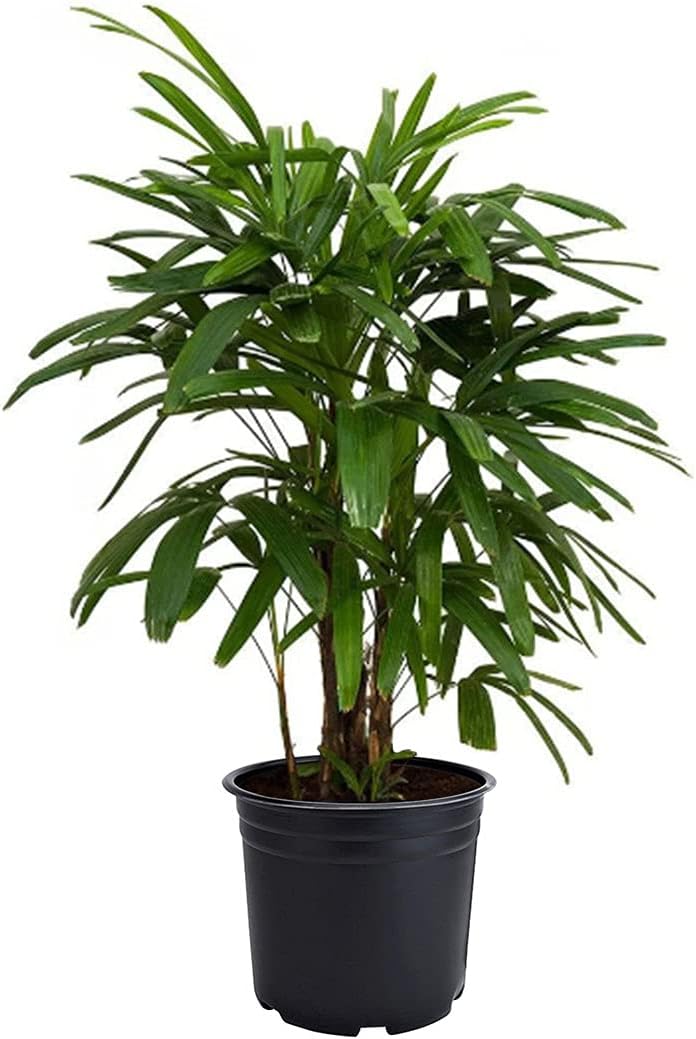 Lady Palm Plant - Easy Care Indoor Houseplant for Home Decor