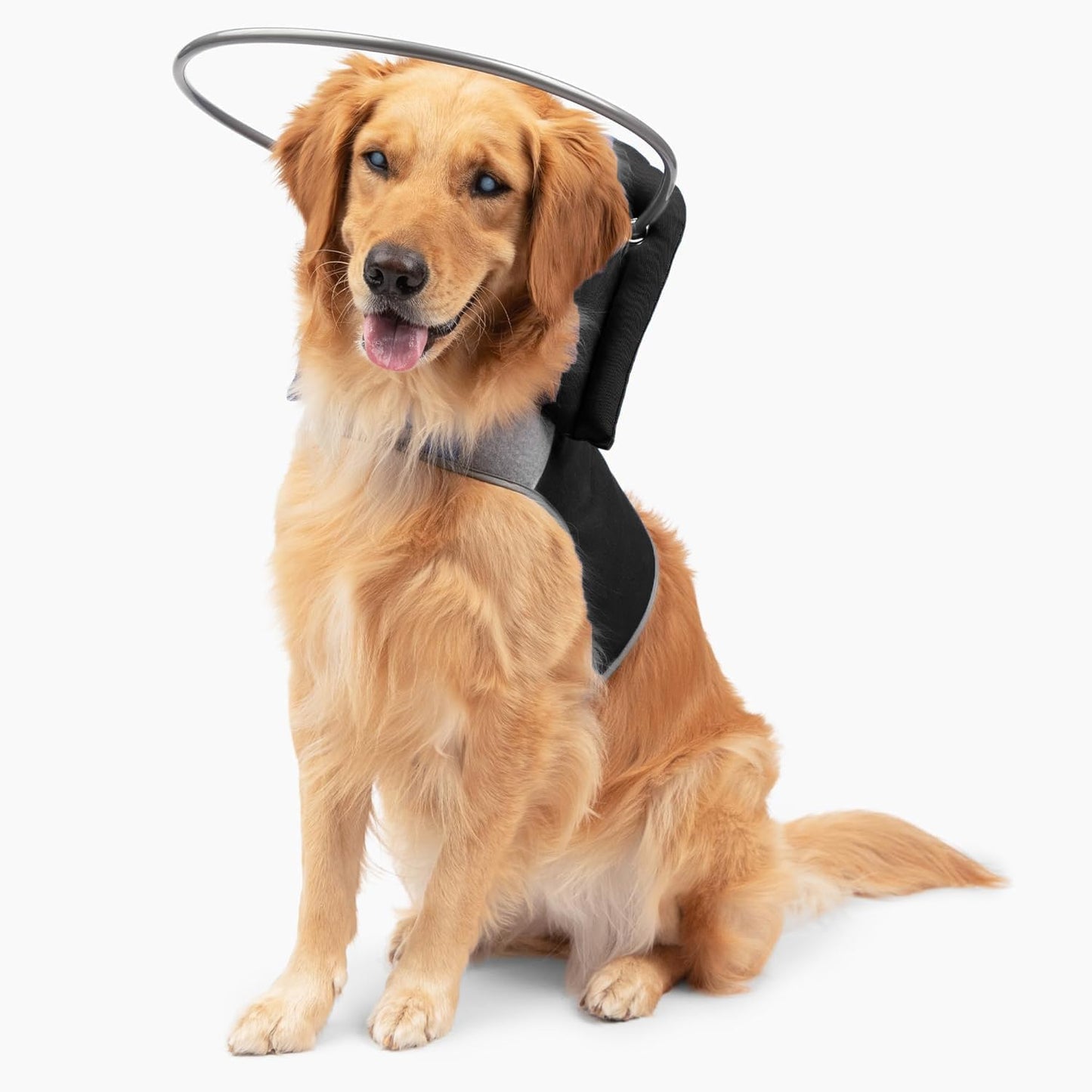 Muffins Halo Original Blind Dog Halo for Safe Navigation & Confidence