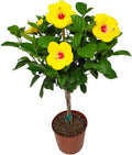 Braided Yoder Yellow Hibiscus Tree - Live 36 in to 42 in - Tropical