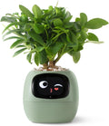 Smart Plant Planter Robot Ivy - Interactive Desk Companion