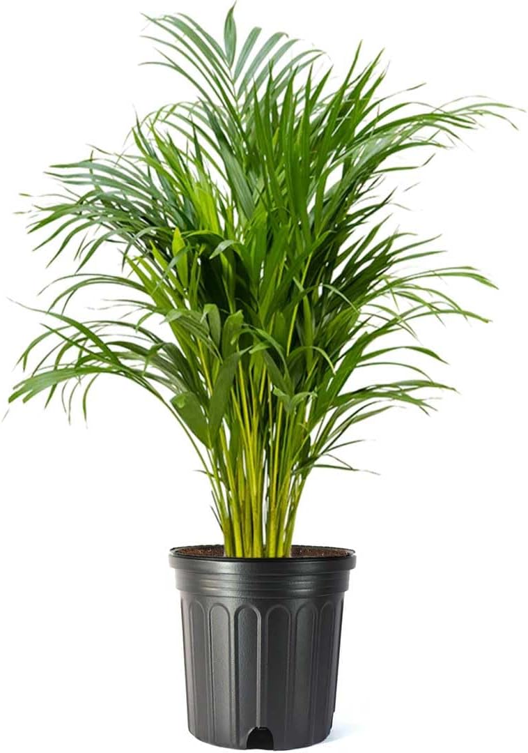 Areca Palm Live Plant in 10-Inch Pot for Indoor & Outdoor Use
