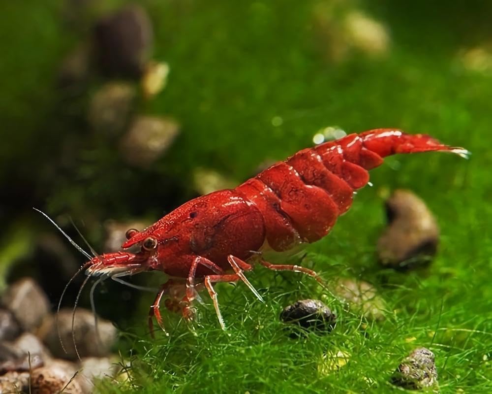 High Grade Fire Red Cherry Shrimps for Vibrant Aquariums
