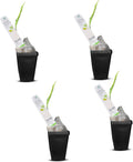 Green Turmeric Live Plant - Curcuma aeruginosa for Gardens