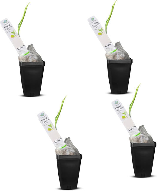Green Turmeric Live Plant - Curcuma aeruginosa for Gardens