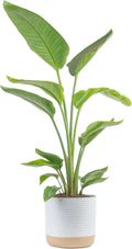 White Bird of Paradise Live Indoor Plant - 3-4 ft Tropical Accent