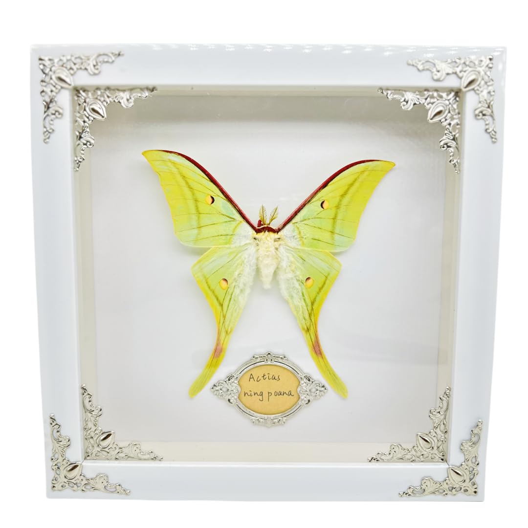 Real Framed Butterfly Moth Specimens for Nature Lovers