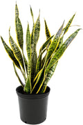 Snake Plant Large 10-In Pot Yellow Sansevieria Laurentii