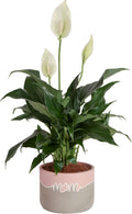 Costa Farms Peace Lily Plant - Live Indoor Flowering Houseplant