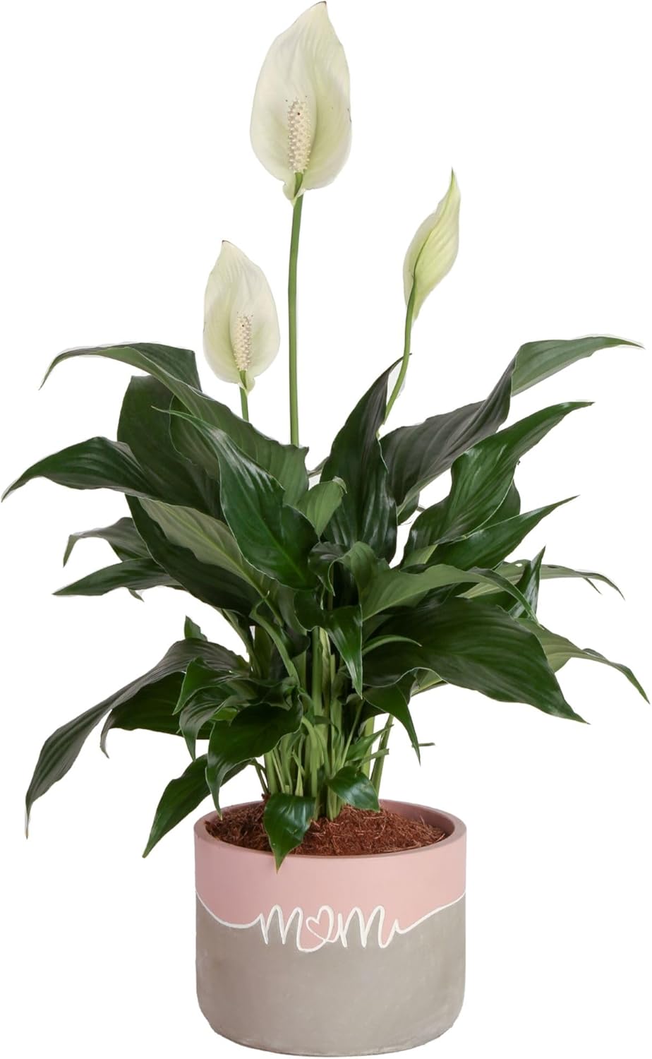 Peace Lily Plant for Indoor Decor and Air Purification Gift