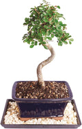 Chinese Elm Outdoor Bonsai Tree - 5 Year Live Specimen in Decorative