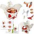 Female Pelvis Model with Pelvic Floor Muscles - Life Size Teaching
