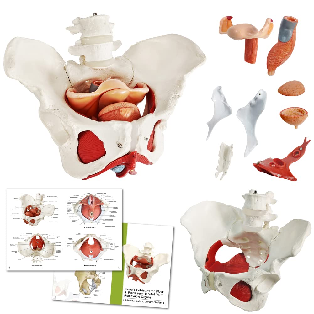 Female Pelvis Model for Educational Use in Anatomy Studies