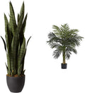 Sansevieria with Black Planter and 4ft Golden Cane Palm Tree - Dual