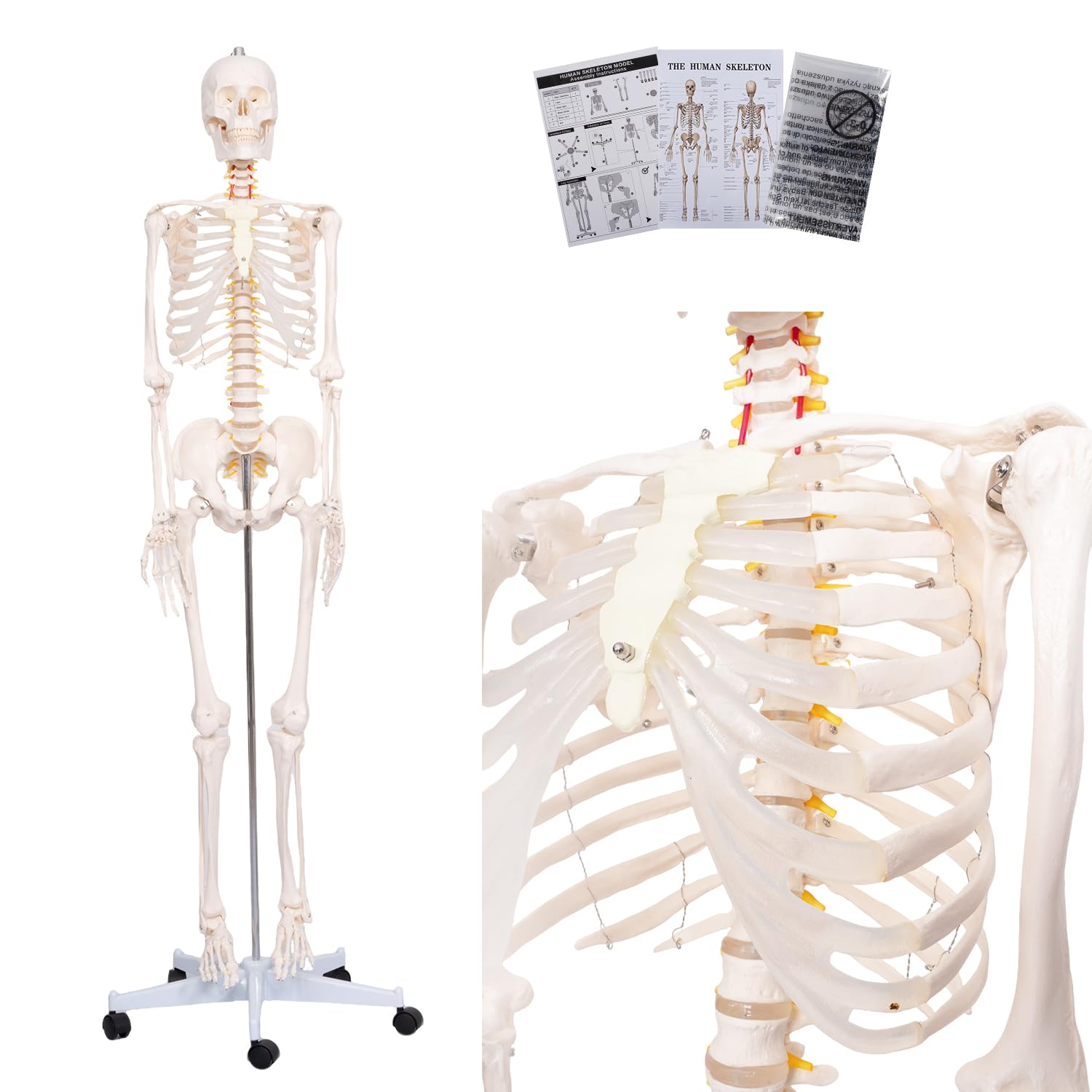 Life Size Posable Skeleton Model for Anatomy Study and Display