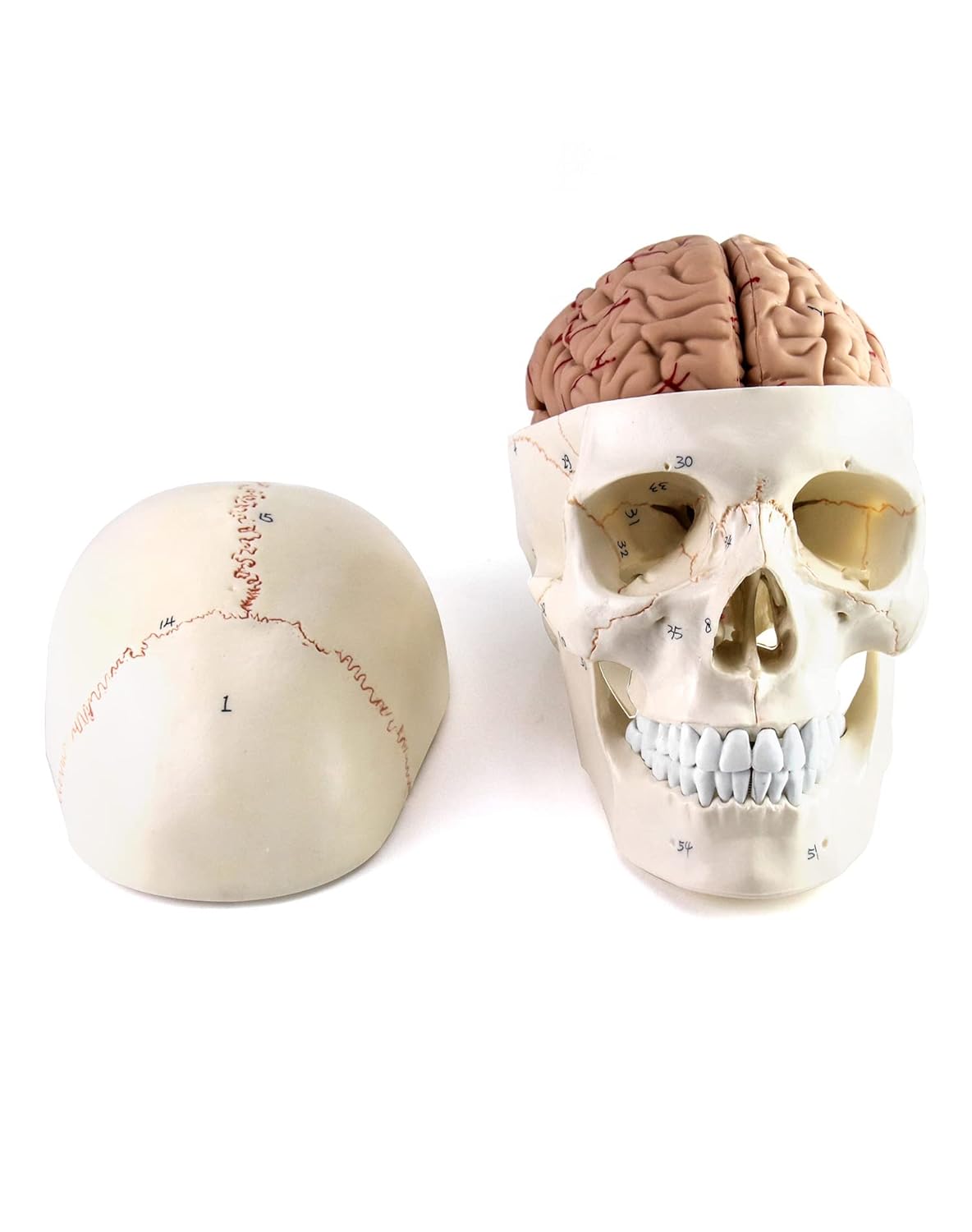 QWORK Human Skull and Brain Anatomy Model for Medical Learning
