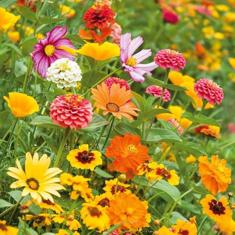 Eden Brothers Orange Sherbet Flower Mixed Seeds for Planting