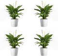 Peace Lily 4-Pack Live Spathiphyllum Plants - Easy Care Indoor Plants