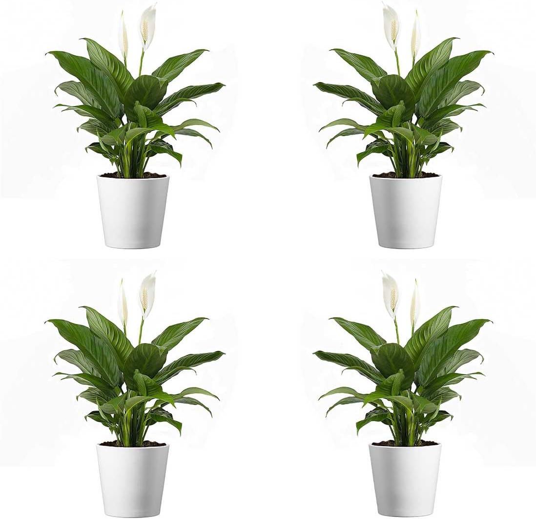 Peace Lily Live Plants in 4-Inch Pots for Home Decor Gifts