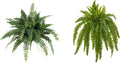 Boston Fern Artificial Plants Set of 2 (40in & 35in) - Lush Indoor