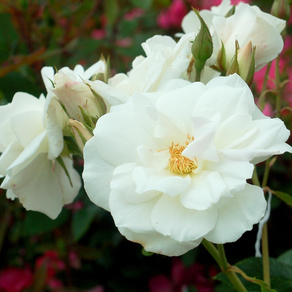 Rosa 'Iceberg' Floribunda Rose - Stunning White Blooms