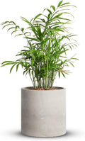 Cement Plant Pot 8.2 in Concrete Planter - Modern Minimalist