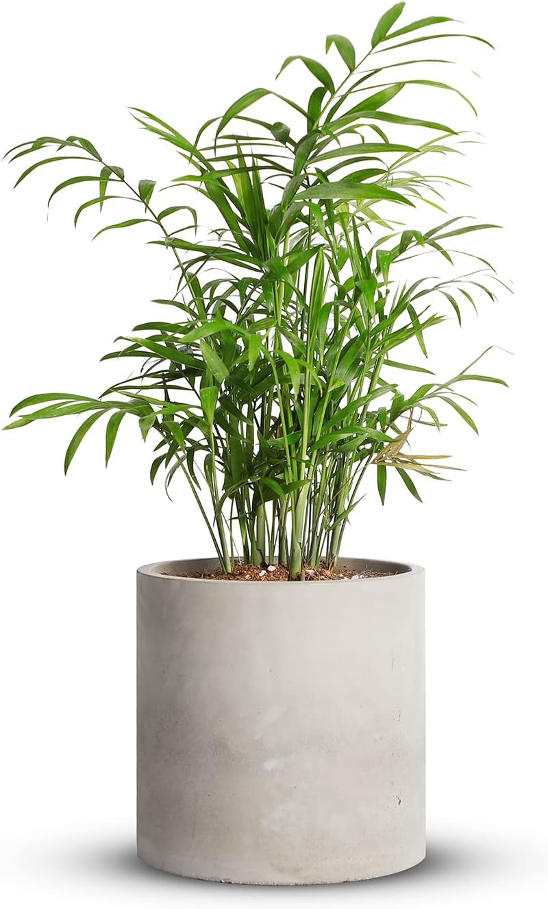 Mozing Cement Plant Pots Indoor - Modern Concrete Planter Pot