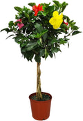 Braided Hibiscus Tree - Mixed Colors 36in to 42in - Patio Accent