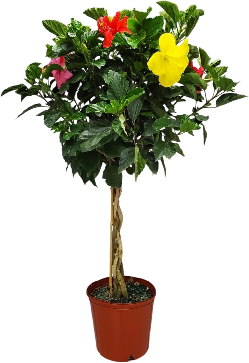Braided Hibiscus Tree - Vibrant Mixed Flower Colors for Home
