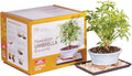 Brussel's Live Hawaiian Umbrella Indoor Bonsai Tree Kit - 3 Year 8