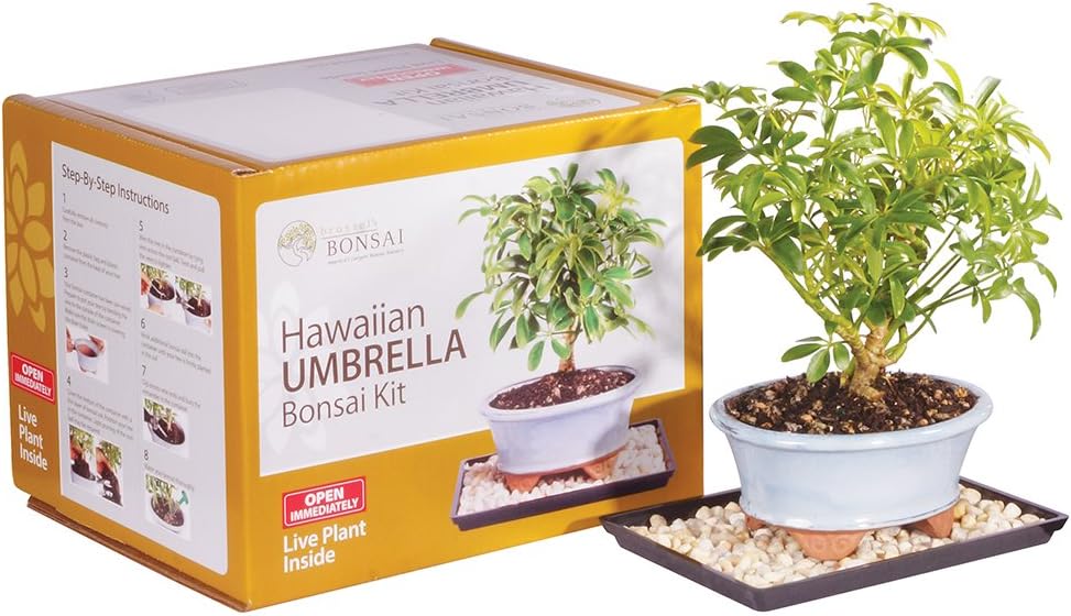 Brussel's Live Hawaiian Umbrella Indoor Bonsai Tree Kit - Perfect Gift
