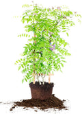 Amethyst Falls Wisteria Vine 2 Gallon - Fast Growing Purple Blooms