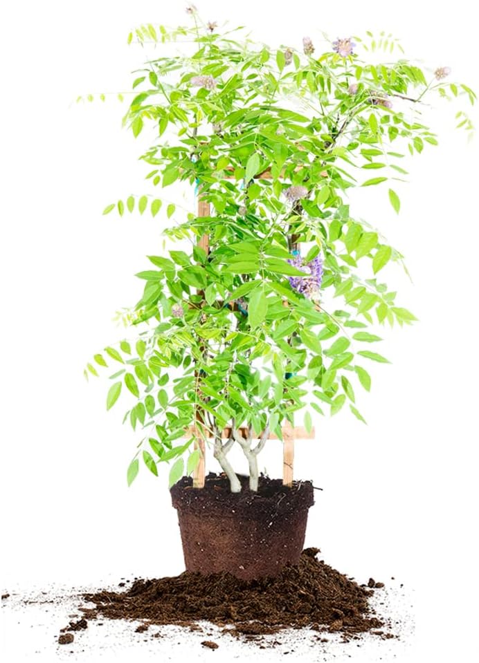 Amethyst Falls Wisteria Vine for Outdoor Planting - Fast Growing
