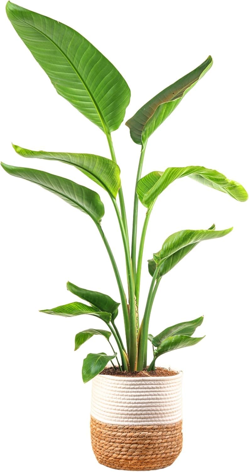 White Bird of Paradise Live Indoor Plant for Home Decor