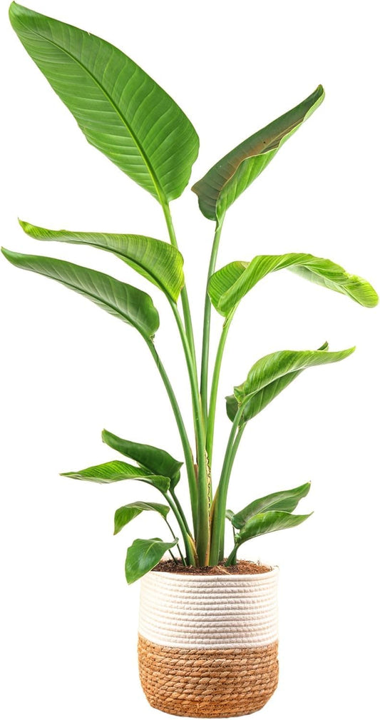 White Bird of Paradise Live Indoor Plant for Home Decor