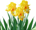 Easy to Grow Bearded Iris Eggnog - 9 Plant Bulbs for Sunny Borders