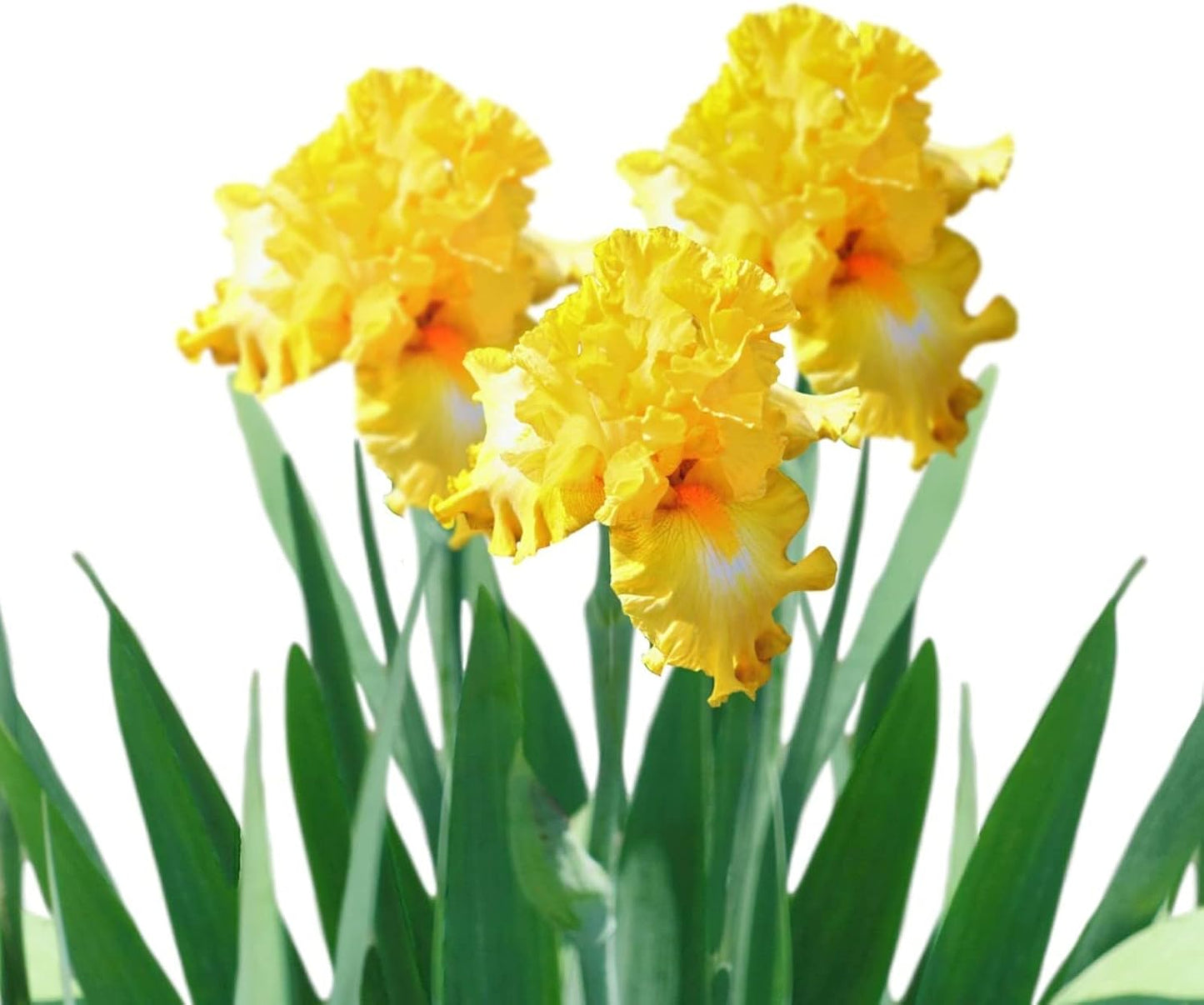Easy to Grow Bearded Iris Eggnog - 9 Bulbs for Vibrant Gardens