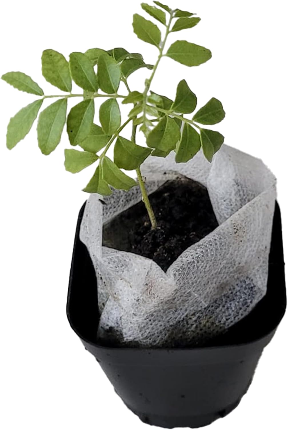 Curry Leaf Plant - Fragrant Edible Leaves for Indian Cooking