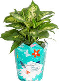 Dieffenbachia Live Indoor Plant in Gift Wrap Planter - Lush Foliage