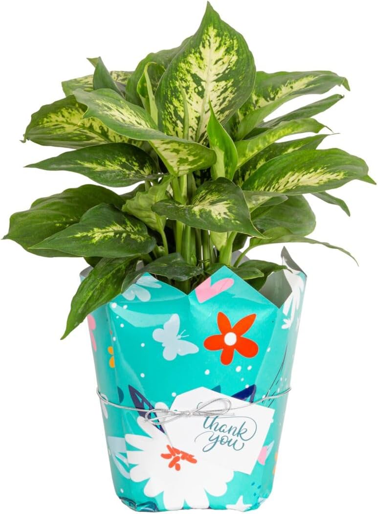 Dieffenbachia Live Indoor Plant for Home Decor and Gifting